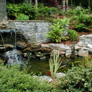 Read more about the article Water Features have amazing benefits