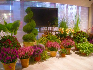 Urban Plantscapes Green Display for "The Today Show"