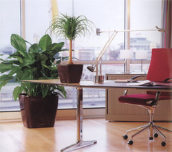 You are currently viewing Impact of interior plants on human stress and productivity