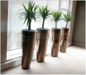 Read more about the article A List of Tropical Houseplants for Indoor Shade