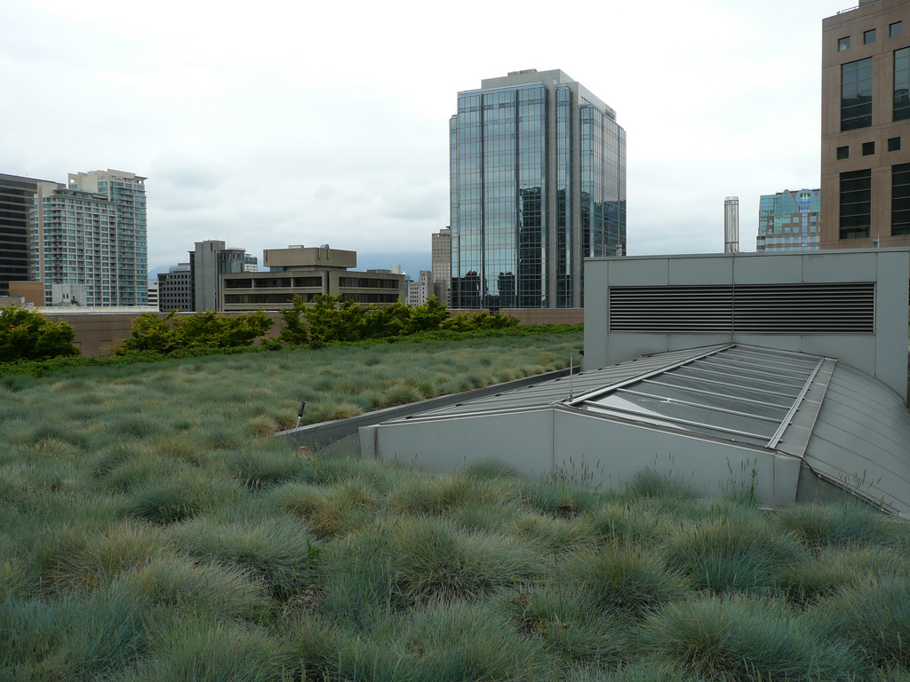 Read more about the article Grant Named for Green Roof Pioneer