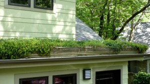 Read more about the article Urban DIY: How to install a green roof