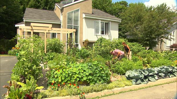 Read more about the article Canadian couple fights to keep vegetable garden