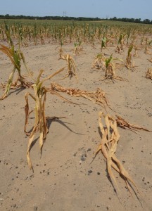 Read more about the article This Midwest Drought Will Effect Us All.