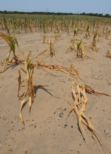 Read more about the article This Midwest Drought Will Effect Us All.