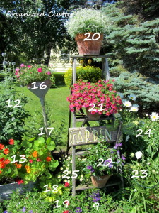 Read more about the article Cottage Garden with Plant Key