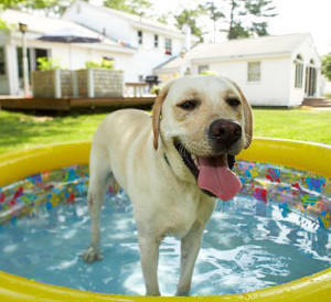 Read more about the article Dog Days of Summer
