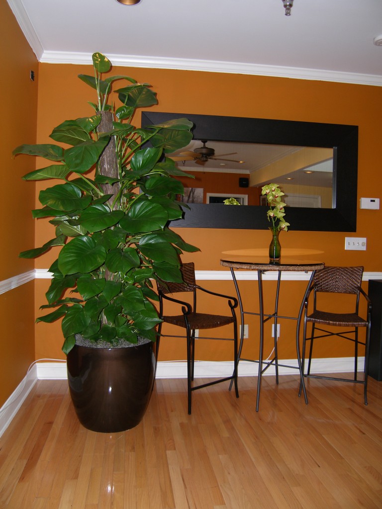 Indoor Plant Care, Interior landscaper, Urban Plantscapes LLC
