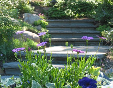 HOA Landscaping Urban Plantscapes Landscape Maintenance