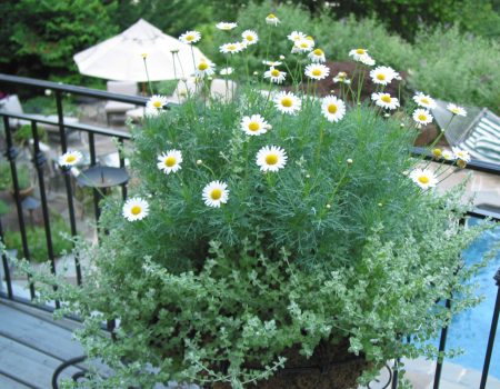 Urban Plantscapes Maintenance and Clean-ups 8 Urban Plantscapes Maintenance and Clean-ups 8