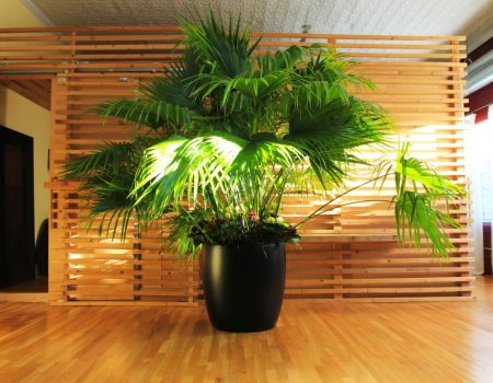 Indoor Plant Care, Landscaper
